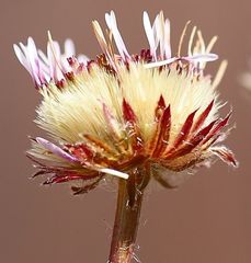 Erigeron uniflorus