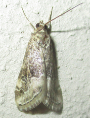 Hellula undalis