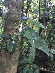 Palicourea caerulea