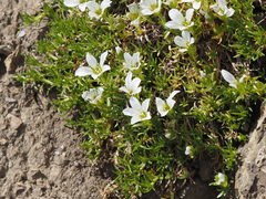 Pseudocherleria macrocarpa