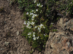 Pseudocherleria macrocarpa