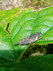 Systolederus ridleyi