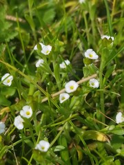 Plagiobothrys acanthocarpus