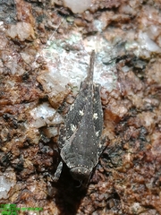 Systolederus ridleyi