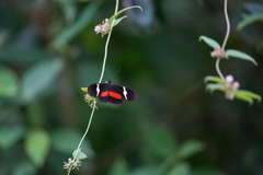 Heliconius clysonymus