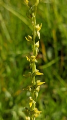 Platanthera yosemitensis
