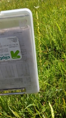 Platanthera yosemitensis