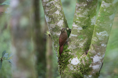 Xiphocolaptes promeropirhynchus