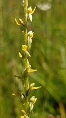 Platanthera yosemitensis