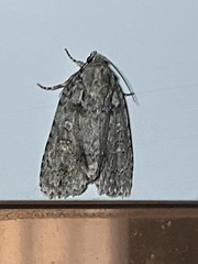 Acronicta modica