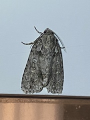 Acronicta modica