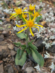 Senecio lugens