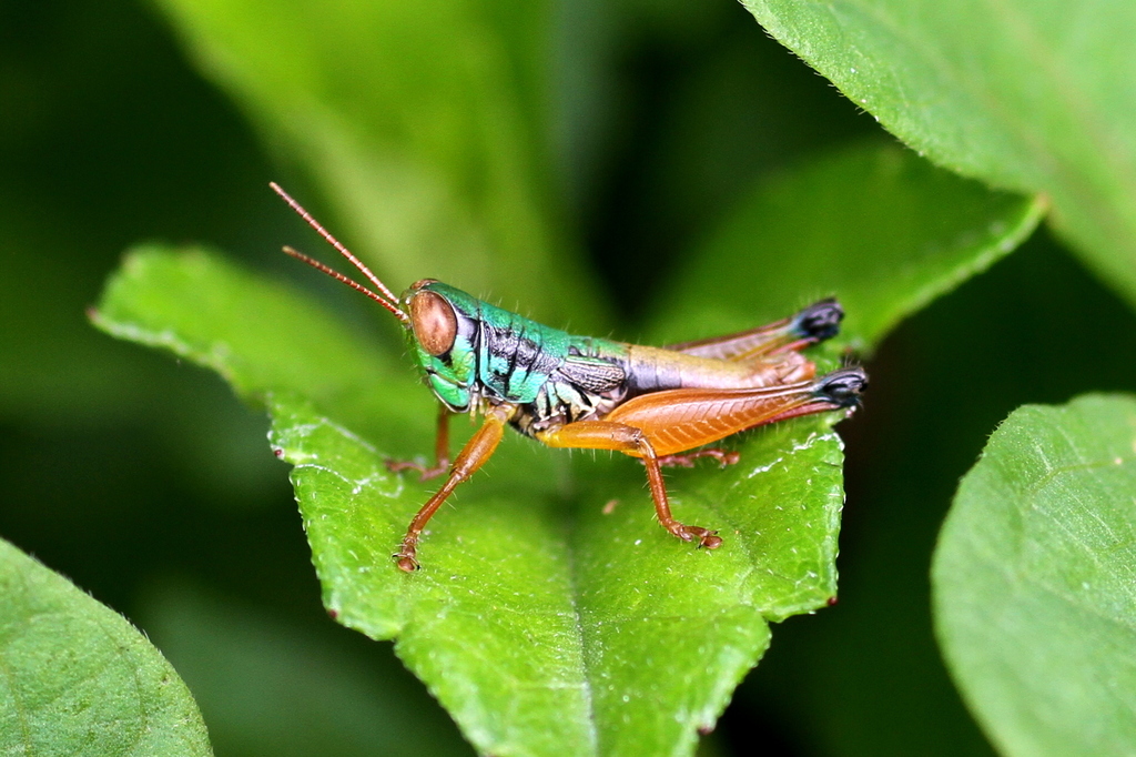 Caryanda spuria from Kebun Raya Cibodas, Sindangjaya, Kec. Cipanas ...