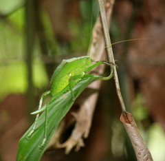 Phyllophorinae