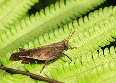 Coptacrinae