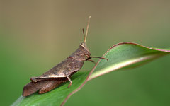 Coptacrinae