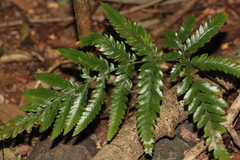 Arachniodes aristata