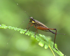 Nisitrus