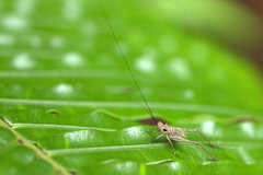 Nisitrus