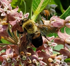 Bombus griseocollis