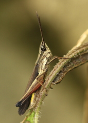 Phlaeoba fumosa