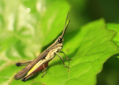 Phlaeoba fumosa