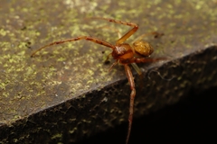 Spilosynema