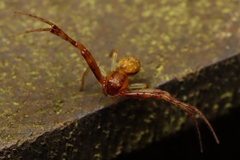 Spilosynema