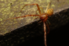 Spilosynema