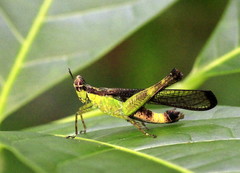 Erucius