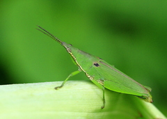 Tagasta marginella