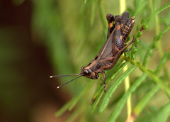 Traulia azureipennis