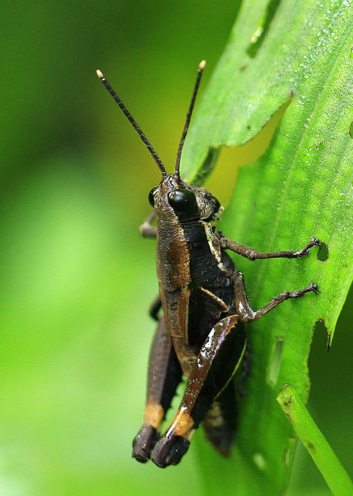 Traulia flavoannulata