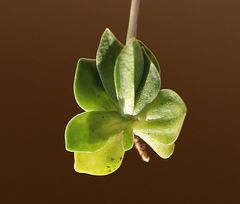 Gentiana brachyphylla