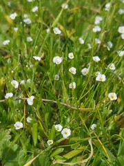Plagiobothrys acanthocarpus