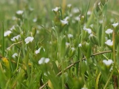 Plagiobothrys acanthocarpus