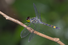 Agrionoptera sexlineata