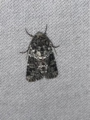 Lacinipolia strigicollis