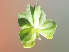 Gentiana brachyphylla