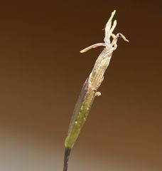 Gentiana brachyphylla