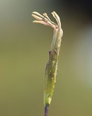 Gentiana brachyphylla
