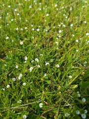 Plagiobothrys acanthocarpus