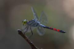 Agrionoptera sexlineata