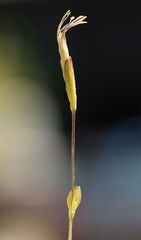 Gentiana brachyphylla