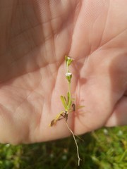 Plagiobothrys acanthocarpus