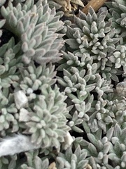 Cymopterus cinerarius