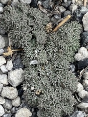Cymopterus cinerarius
