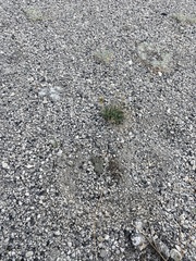 Cymopterus cinerarius