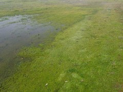 Plagiobothrys acanthocarpus