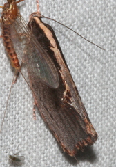 Archaereta dorsivittella